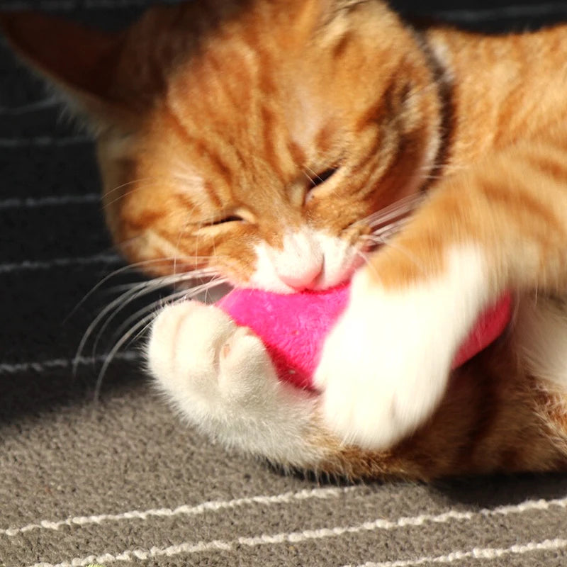 Interactive Pet Toy