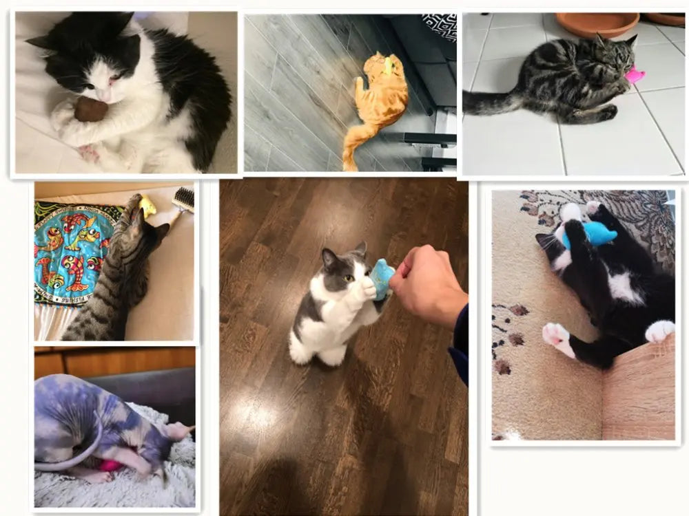Interactive Pet Toy