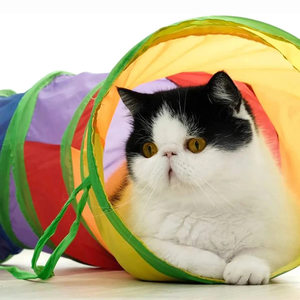 Interactive Pet Toy